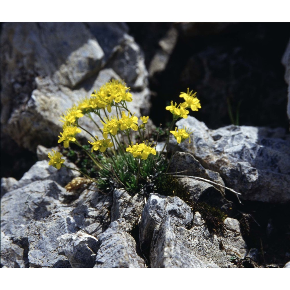 draba aizoides l.