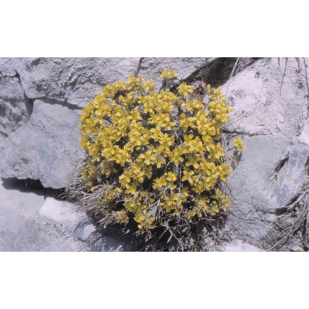 draba aizoides l.