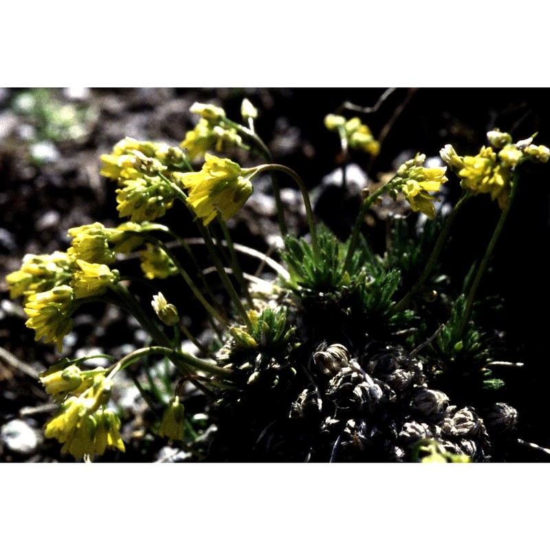 draba aizoides l.