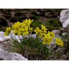 draba aspera bertol.