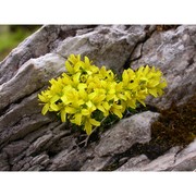 draba aspera bertol.