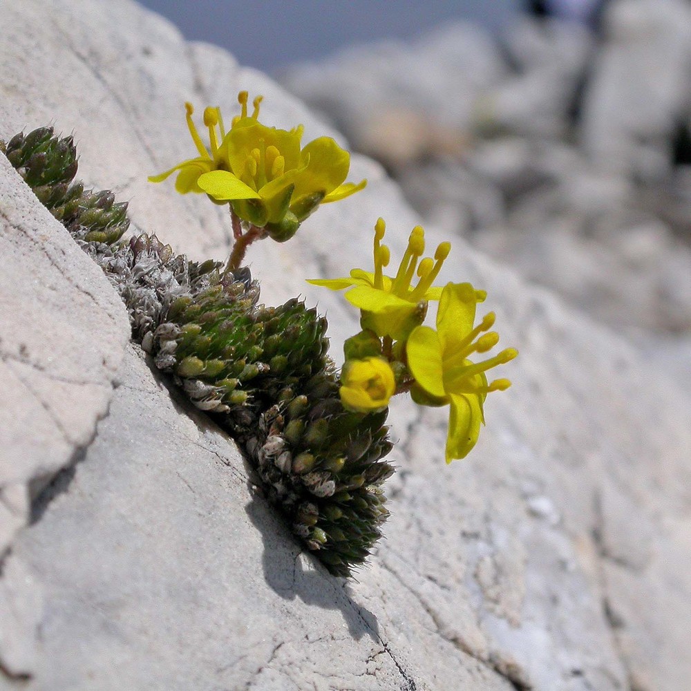 draba aspera bertol.