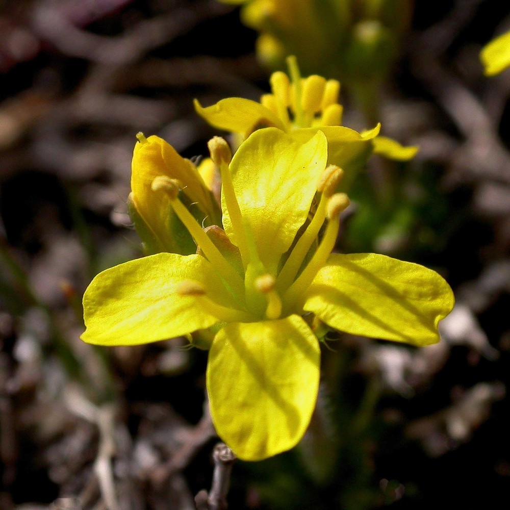 draba aspera bertol.