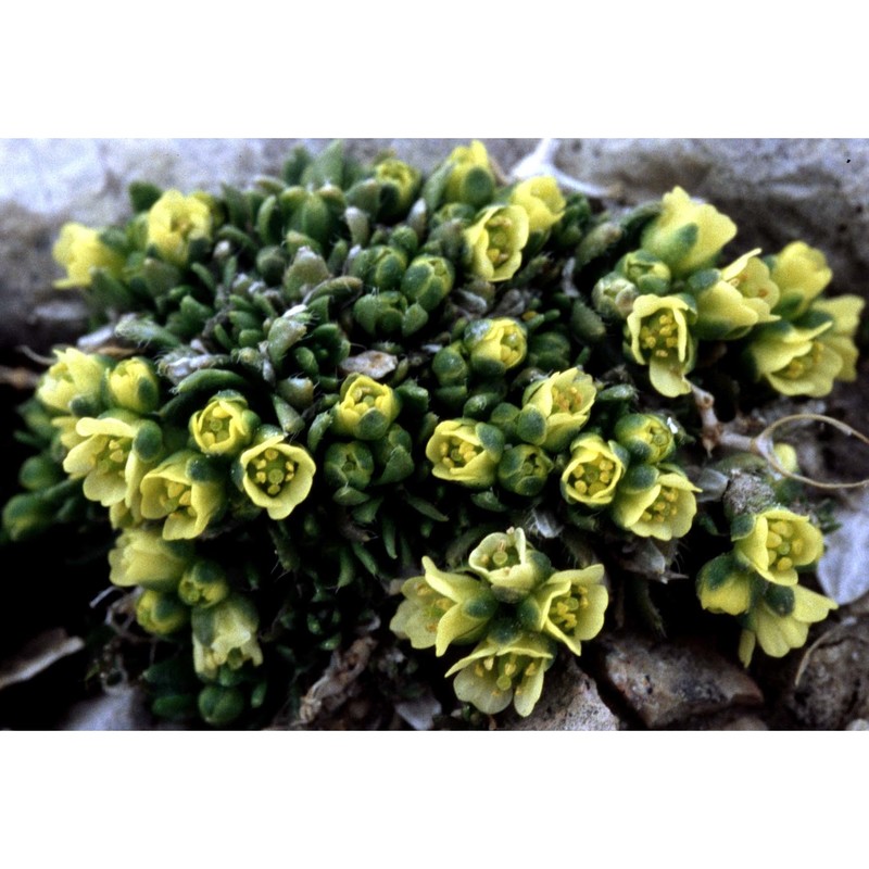 draba dolomitica buttler