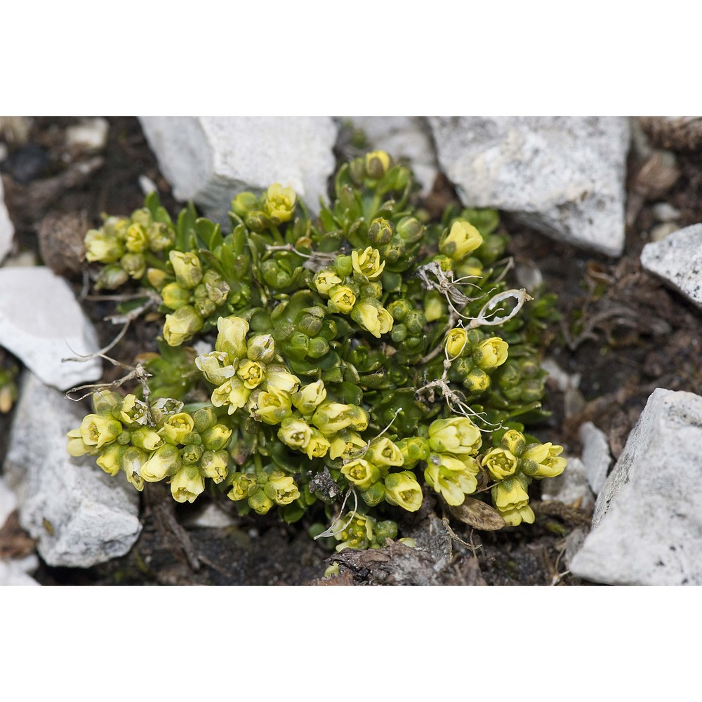 draba dolomitica buttler