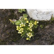 draba dolomitica buttler