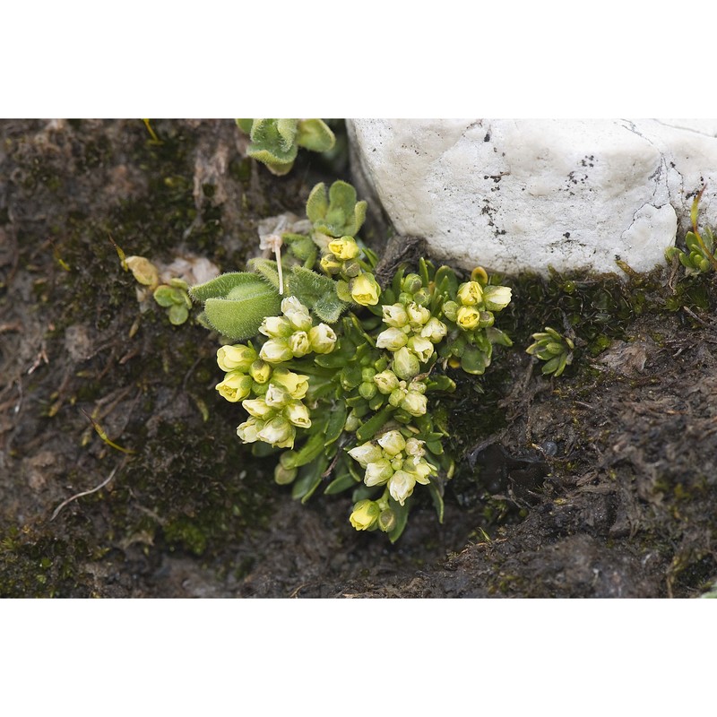 draba dolomitica buttler