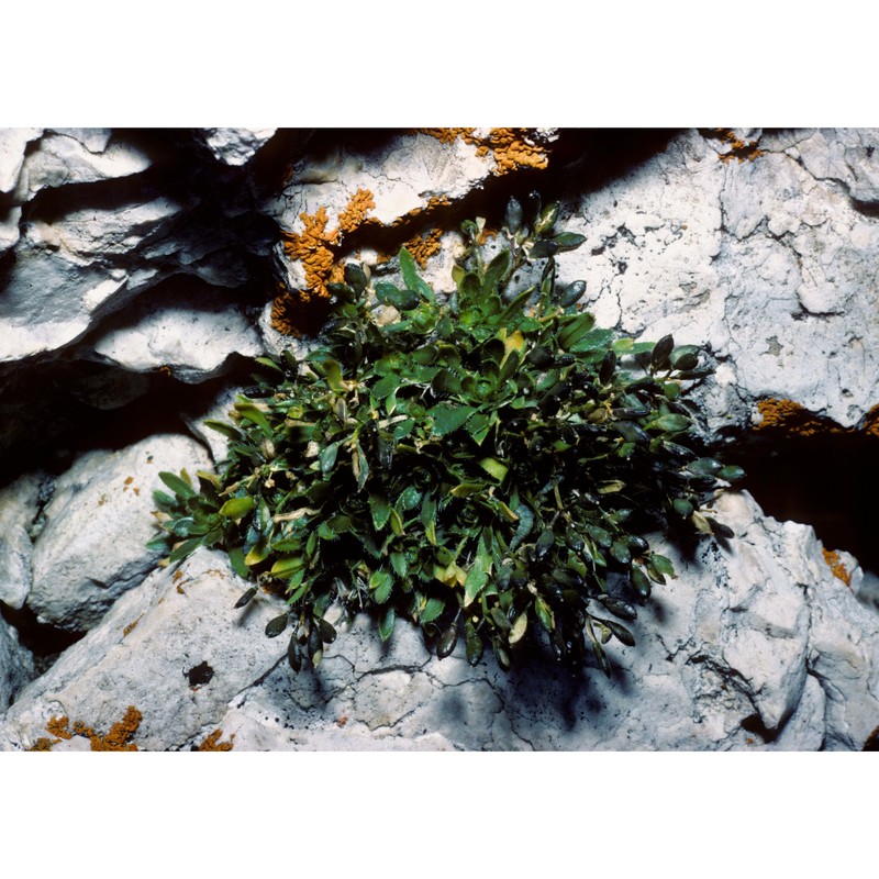 draba dolomitica buttler