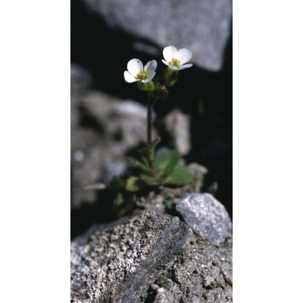 draba dubia suter