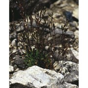 draba fladnizensis wulfen