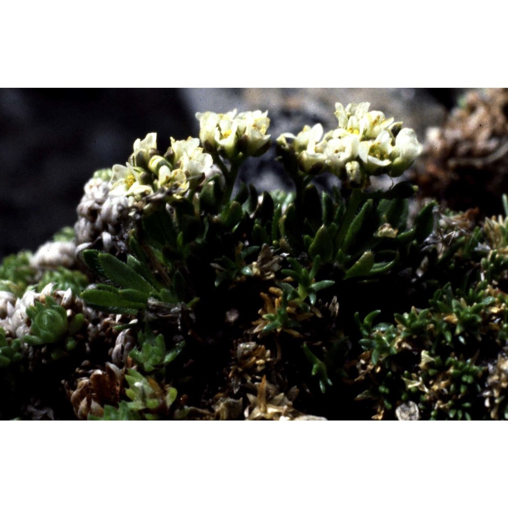 draba fladnizensis wulfen