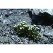 draba fladnizensis wulfen