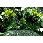 draba hoppeana rchb.