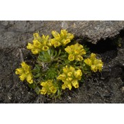 draba hoppeana rchb.