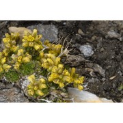 draba hoppeana rchb.