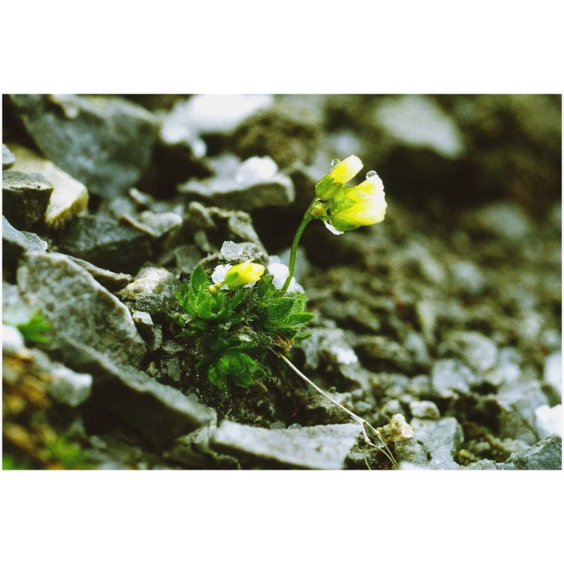 draba ladina braun-blanq.