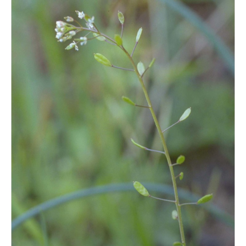 draba muralis l.