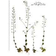 draba muralis l.