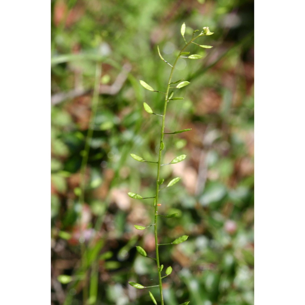 draba muralis l.