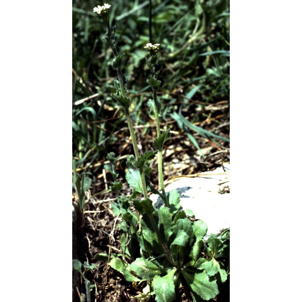 draba muralis l.