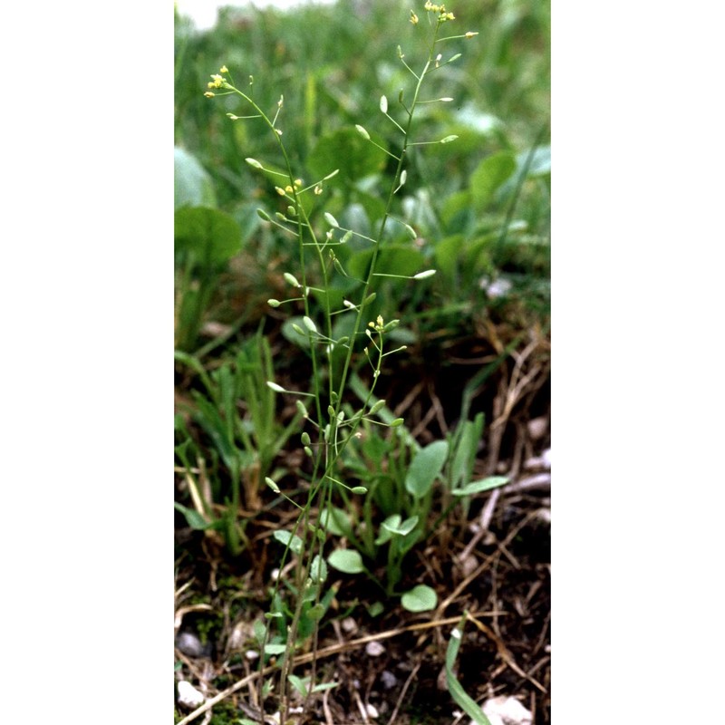 draba nemorosa l.