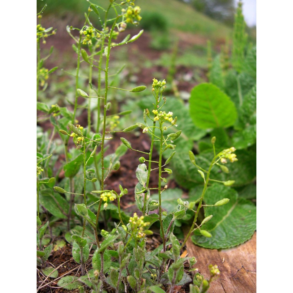 draba nemorosa l.