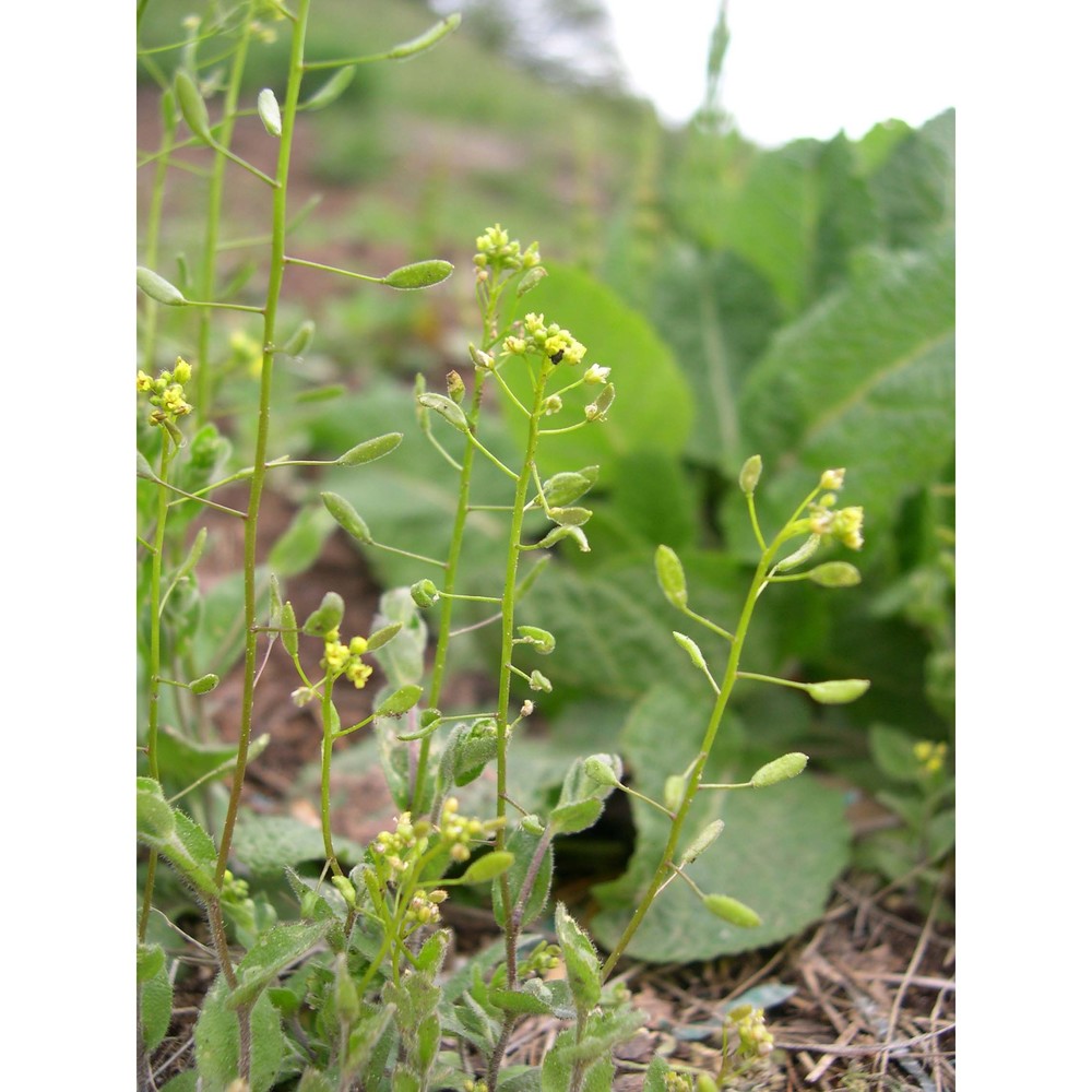 draba nemorosa l.