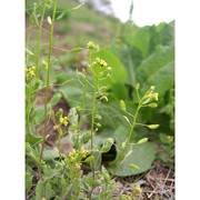 draba nemorosa l.