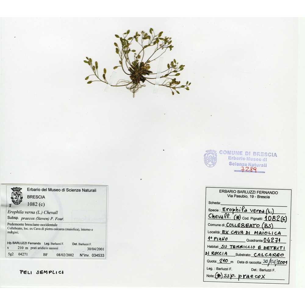 draba praecox steven