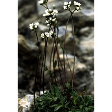 draba siliquosa m. bieb.