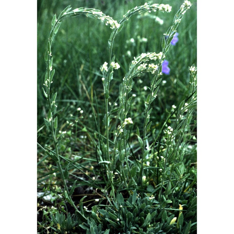 draba stylaris j. gay