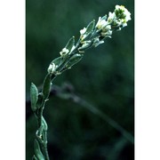 draba stylaris j. gay