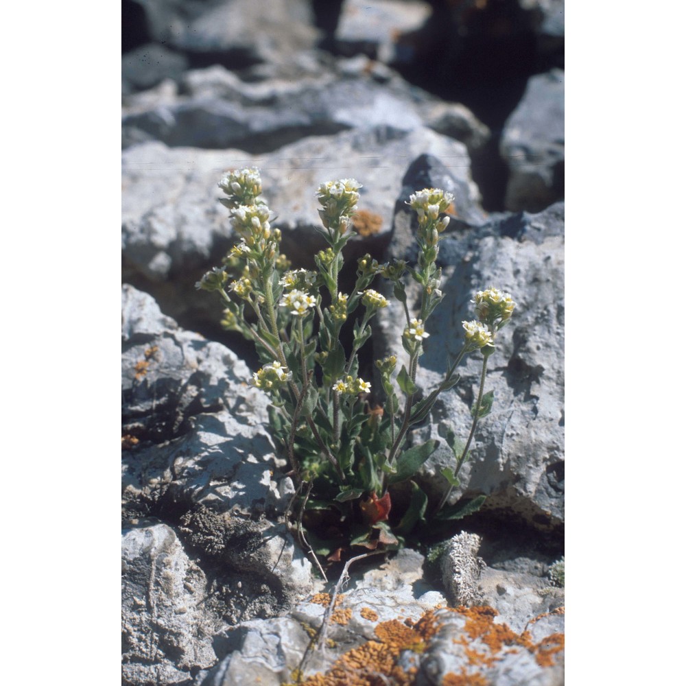 draba stylaris j. gay