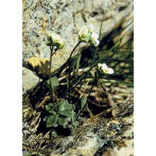 draba tomentosa clairv.