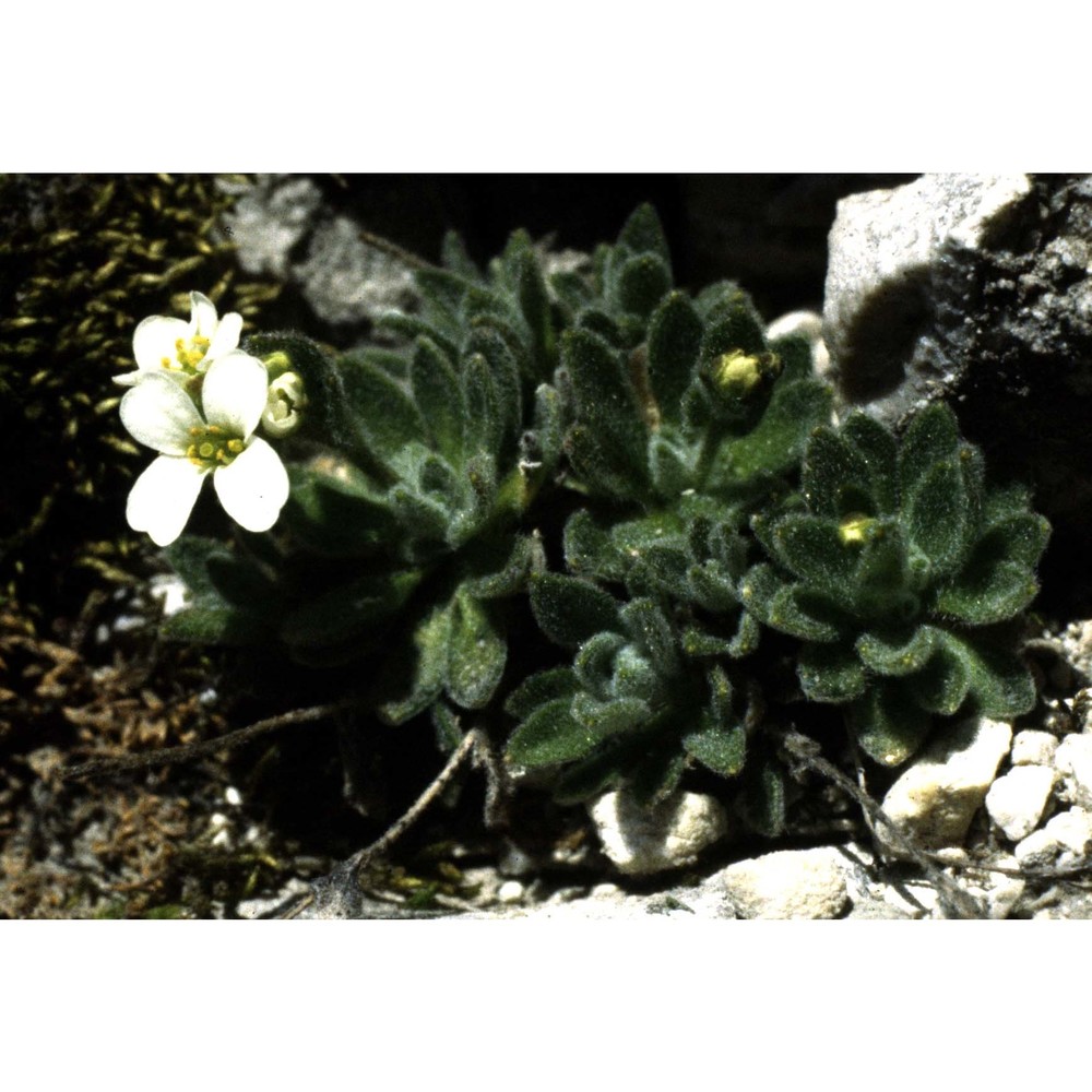 draba tomentosa clairv.