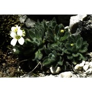 draba tomentosa clairv.