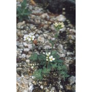 draba tomentosa clairv.