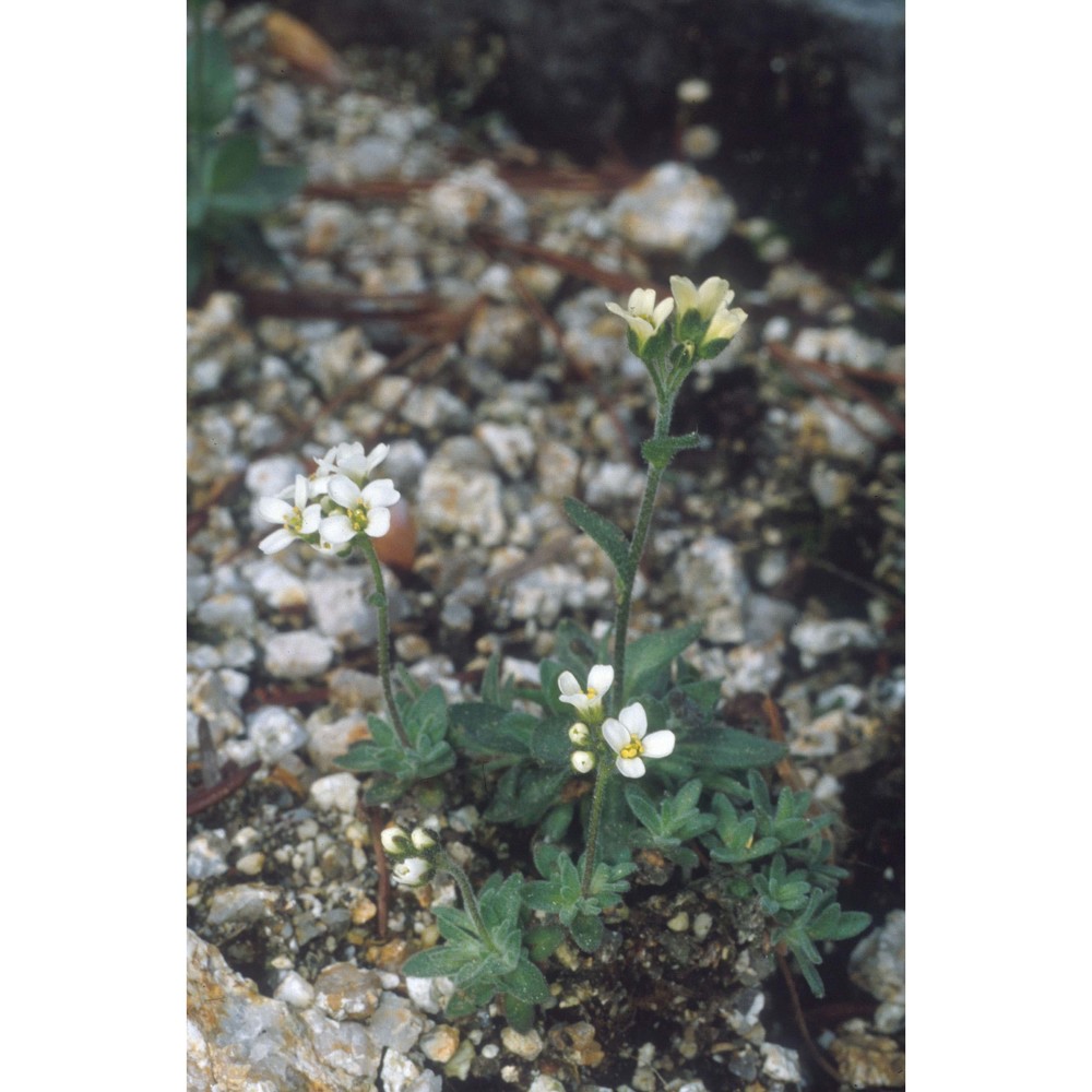 draba tomentosa clairv.
