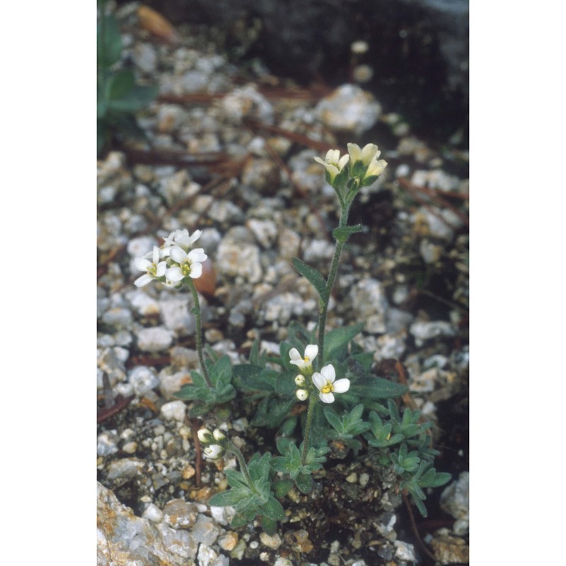 draba tomentosa clairv.