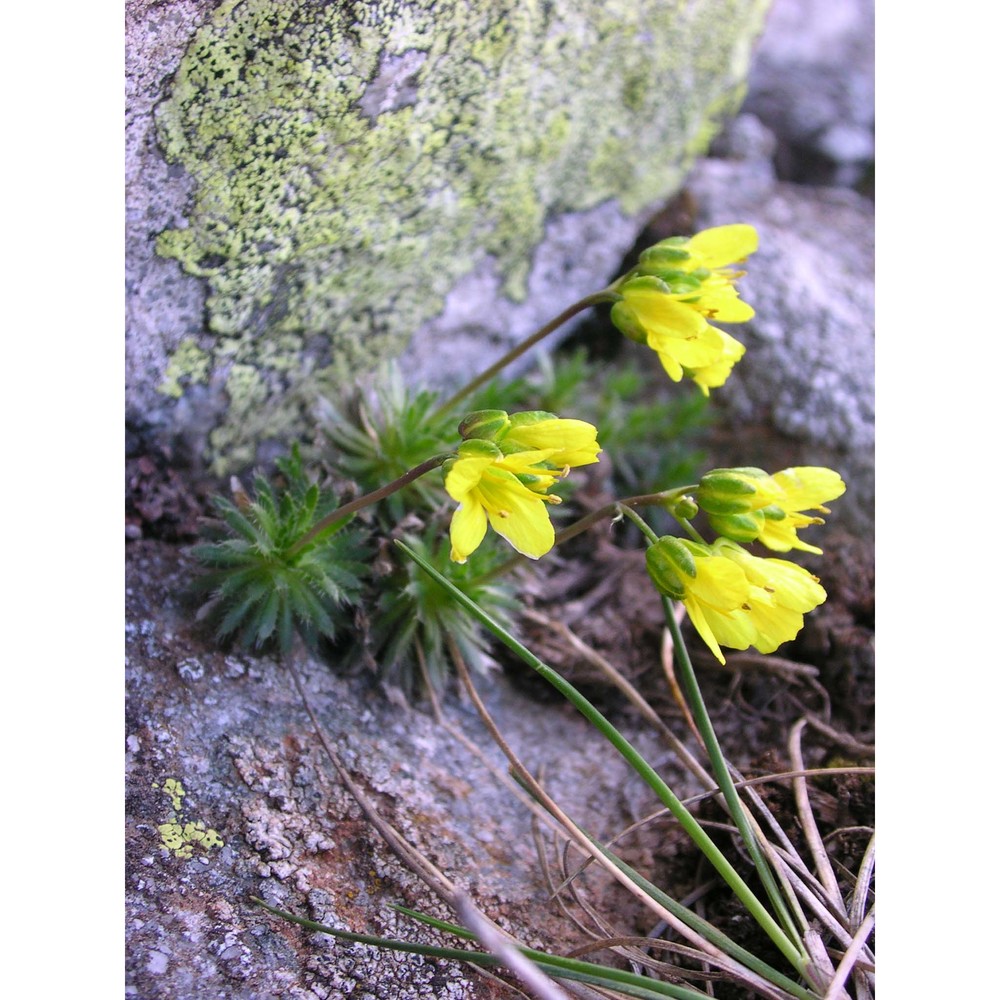 draba turgida a. huet ex nyman