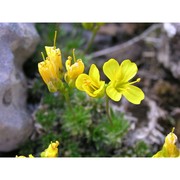 draba turgida a. huet ex nyman