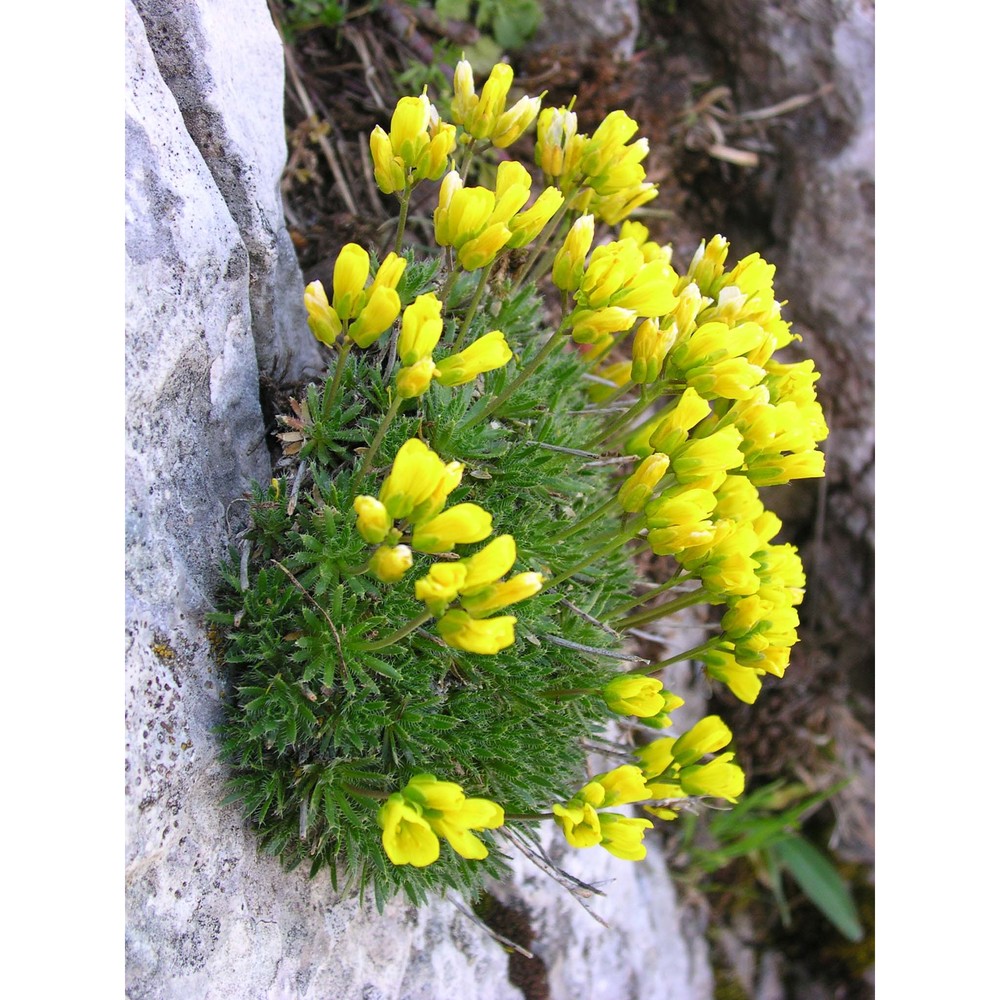 draba turgida a. huet ex nyman