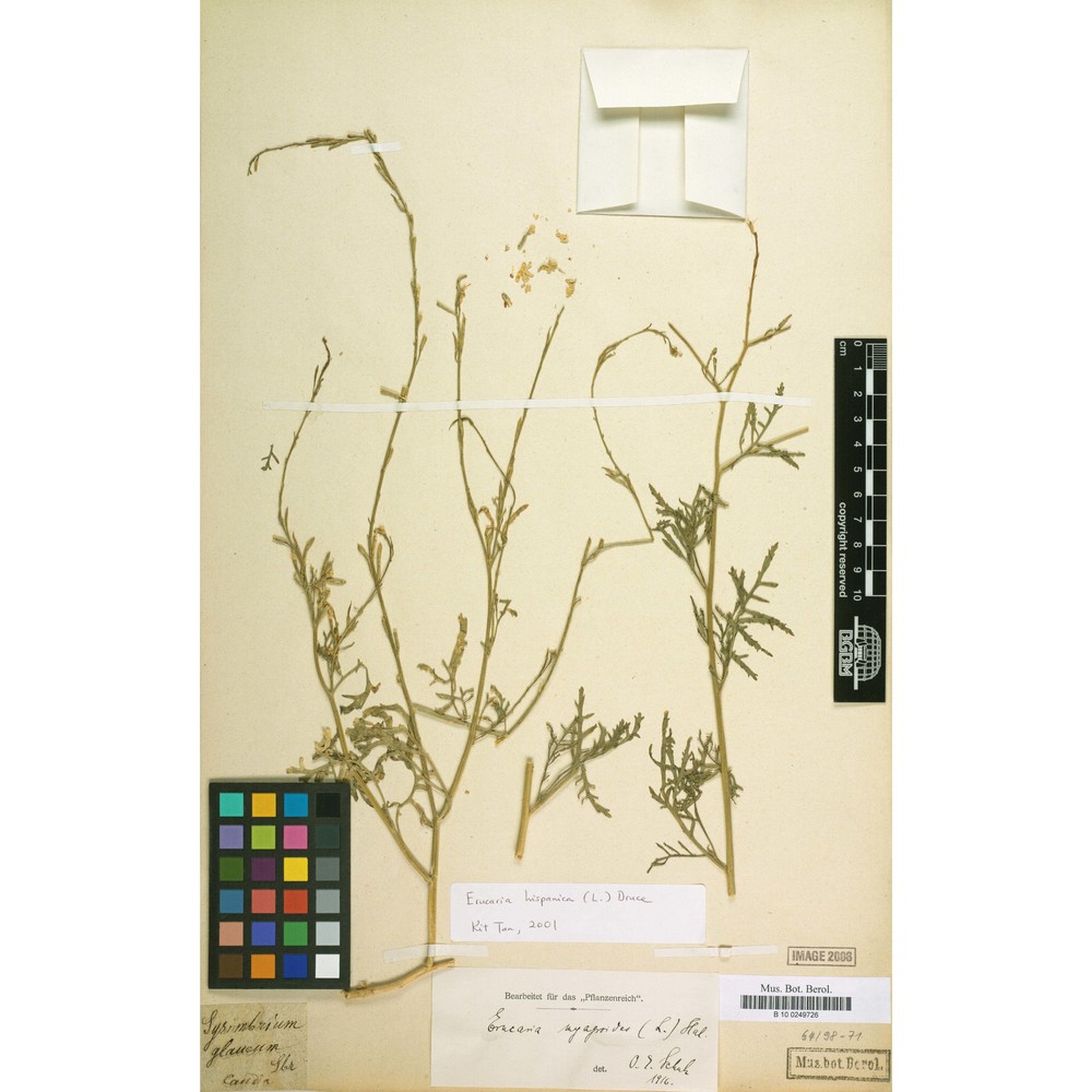 erucaria hispanica (l.) druce