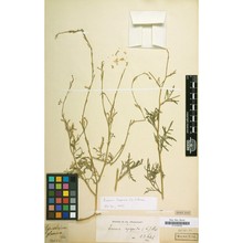erucaria hispanica (l.) druce