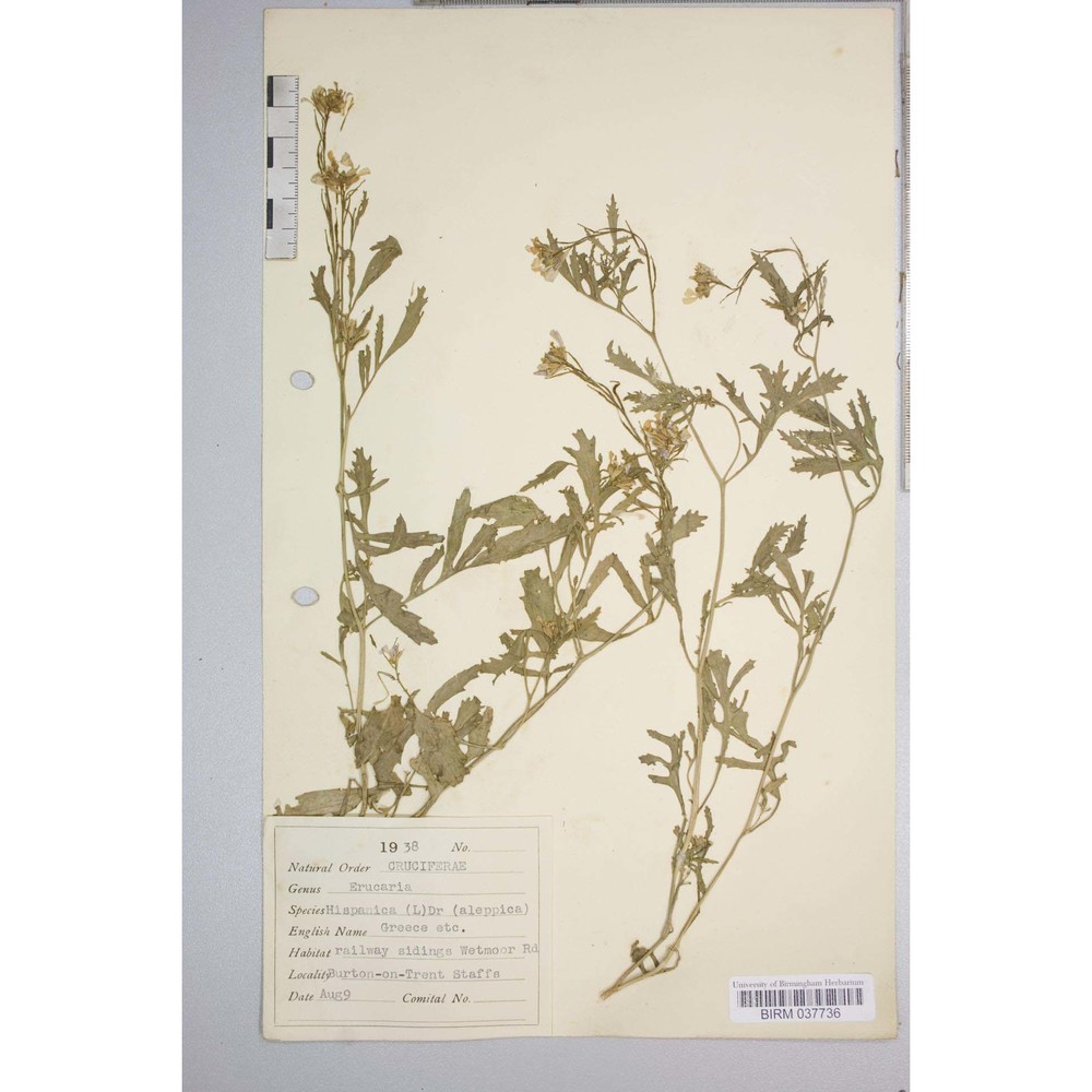 erucaria hispanica (l.) druce