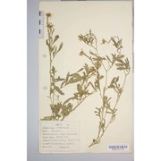erucaria hispanica (l.) druce