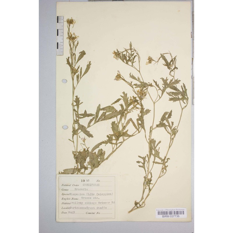 erucaria hispanica (l.) druce