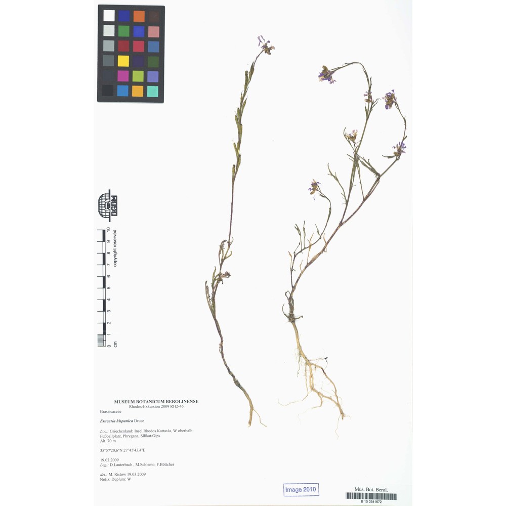erucaria hispanica (l.) druce