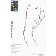 erucaria hispanica (l.) druce