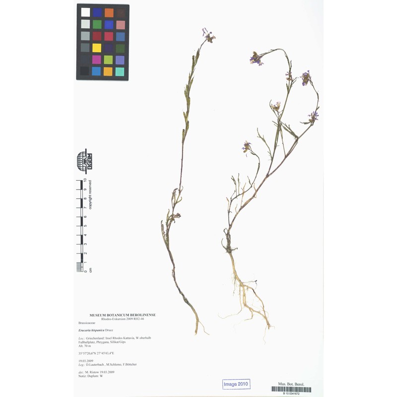 erucaria hispanica (l.) druce